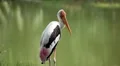 Beautiful stork near a lake, Ciconiidae Family, Ciconiiformes HD Footage