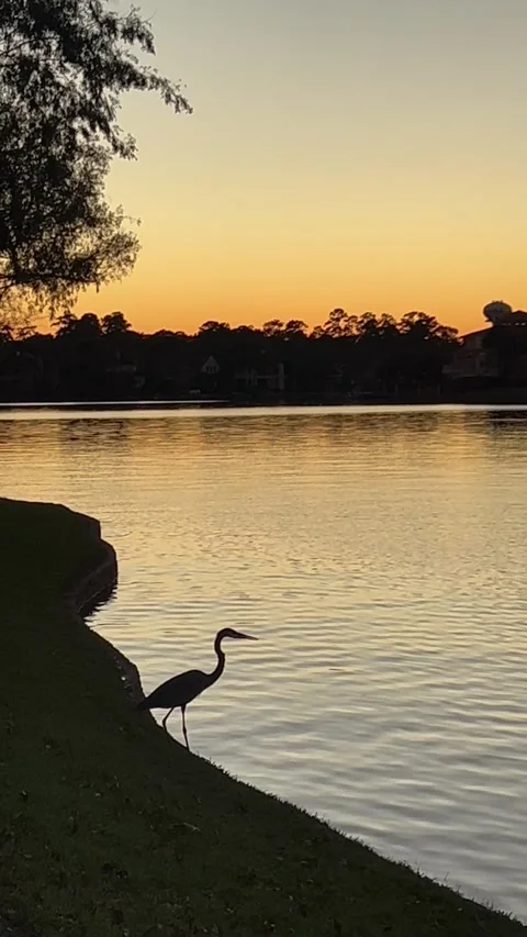 Beautiful stork next to lake by sunset Stock Footage 337106664