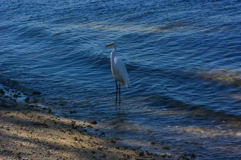 A beautiful Stork Stockfoto's