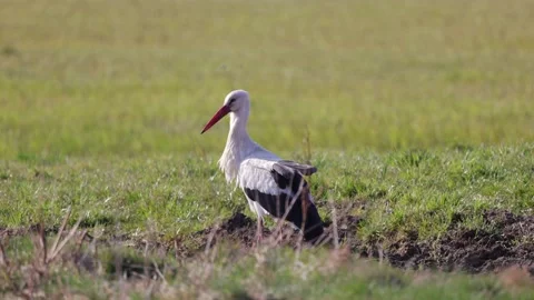 Beautiful stork in a spring meadow looking for food, 4K slomo Stock Footage 176228503