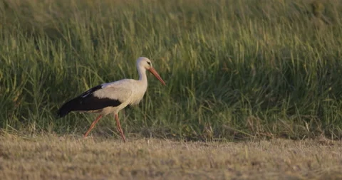 Beautiful stork in a spring meadow looking for food, 4K slomo 스톡 동영상 222024748
