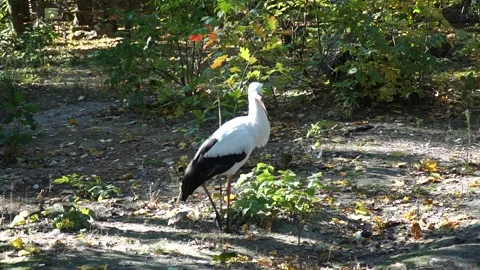 Beautiful stork walking through lush greenery at a wildlife sanctuary Stock Footage 297202916