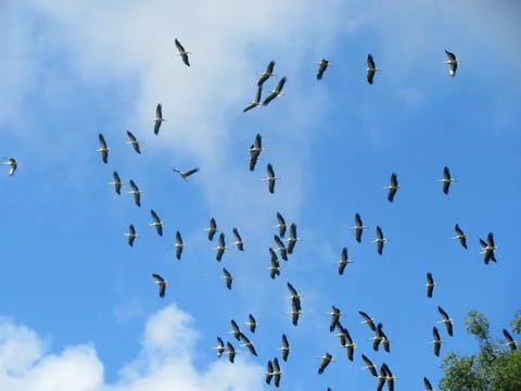 Beautiful storks flying in group disoriented aimless group Stock Photos