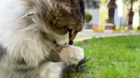 A beautiful stray cat cleaning to itself with tongue. Stock Footage 237840563