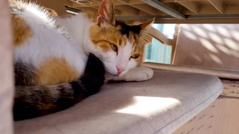 Beautiful Stray Cat with piercing look waking up feeling cozy Stock Footage 245108346