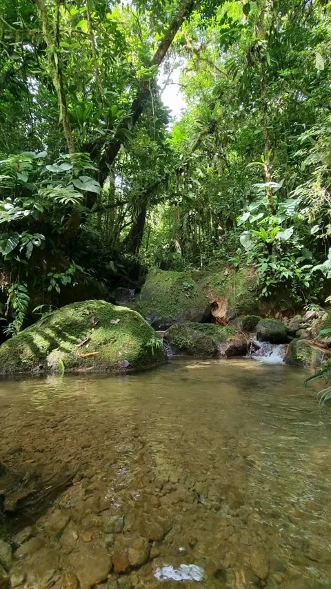 Beautiful stream with calm waters in the middle of the Panamanian jungle Stock Footage 341900129