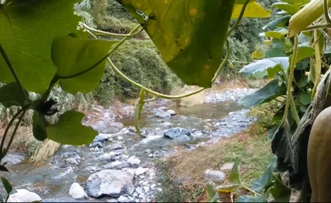 A beautiful stream in a deciduous forest Stock Footage 317211191