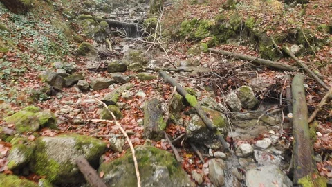Beautiful stream in the fall wood Stock Footage 100852118
