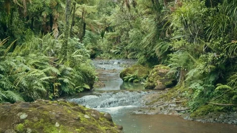 Beautiful stream flowing through a New Zealand rainforest interior Stock-Footage 287196110