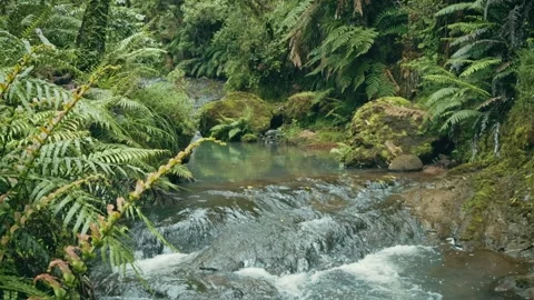 Beautiful stream flowing through a New Zealand rainforest interior Stock-Footage 287196296