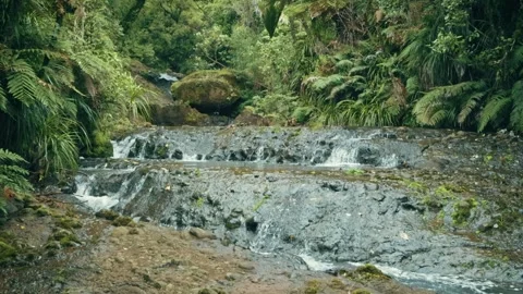 Beautiful stream flowing through a New Zealand rainforest interior Stock-Footage 287196643