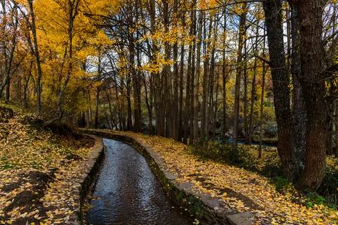 A beautiful stream flows through the beech forest near Montejo, Spain, during Stock Photos