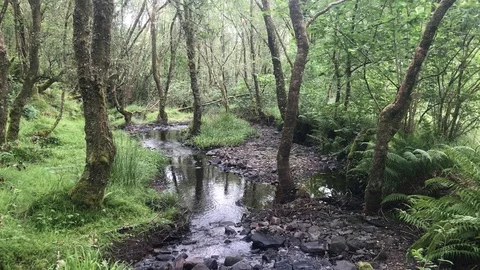 Beautiful stream Stock Footage 99017950