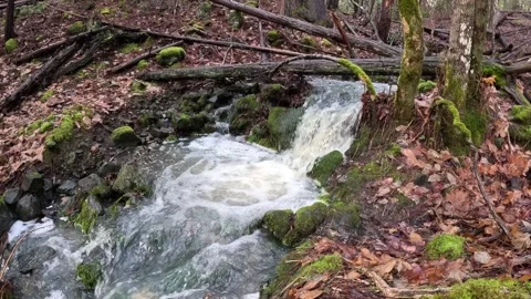 Beautiful Stream Stock Footage 296922889