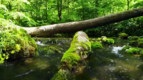 Beautiful stream in the forest with moss on rocks and trees	 Stock Footage 149321163