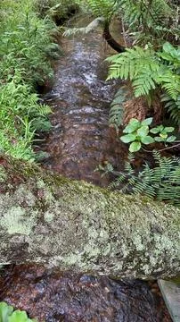 Beautiful stream in the forest Stock Photos