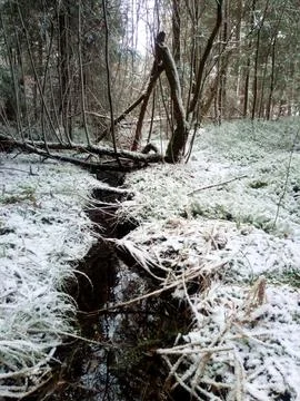 A beautiful stream in the forest in winter Foto stock