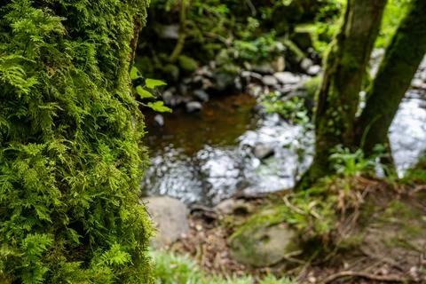 A beautiful stream is gently running through a lush green forest Stock Photos