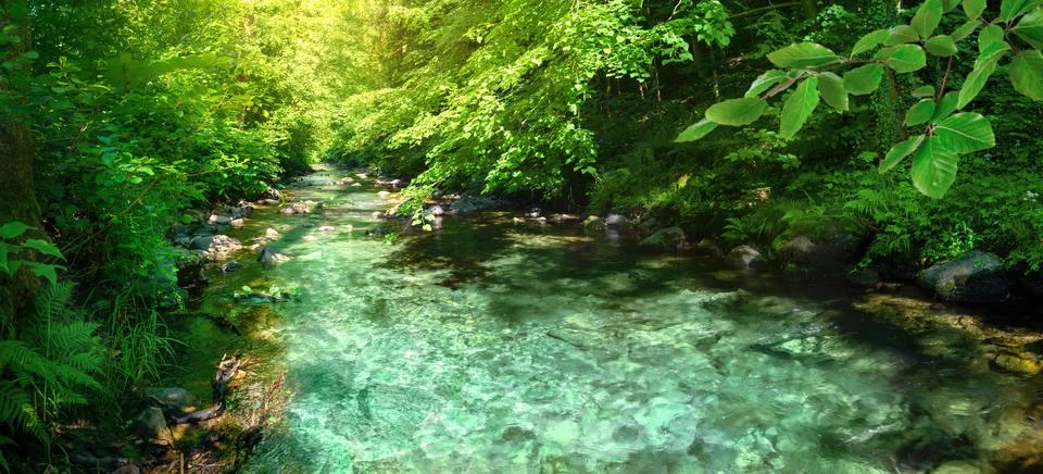 Beautiful stream in a green forest Stock Photos