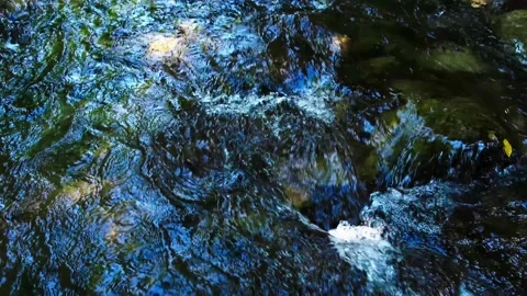 Beautiful stream in green forest.summer time . Stock Footage 135825163