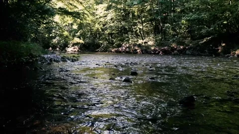 Beautiful stream in green forest.summer time . Stock Footage 135859816