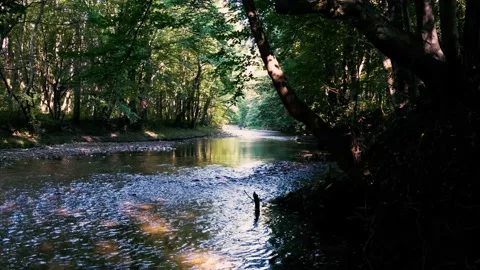 Beautiful stream in green forest.summer time . Stock Footage 135859821
