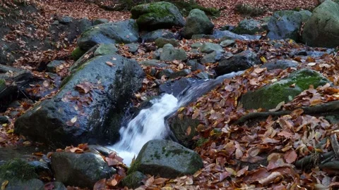 Beautiful stream in the mountains, rocks overgrown with moss, colorful leaves. Stock Footage 165498550