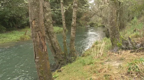 Beautiful stream with trees Stock Footage 800171