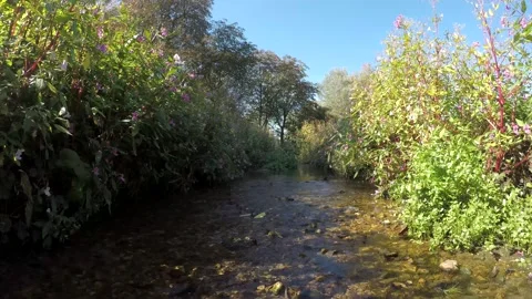 Beautiful Stream in the Wilderness. Small Stream running through Woodland Nature Stock Footage 306541816