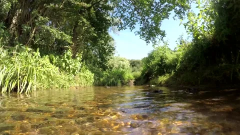 Beautiful Stream in the Wilderness. Small Stream running through Woodland Nature Stock Footage 306541821