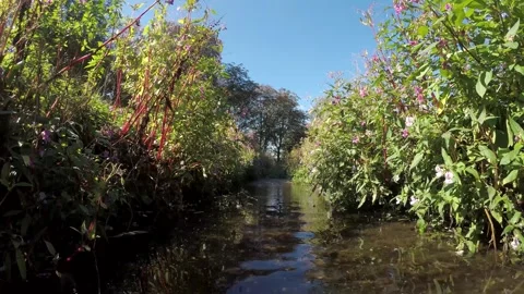 Beautiful Stream in the Wilderness. Small Stream running through Woodland Nature Stock Footage 306541886