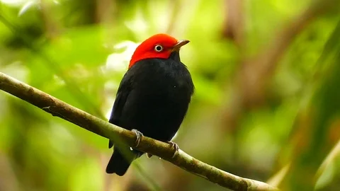 Beautiful striking red capped manakin bird standing in wild jungle Stock Footage 123553380