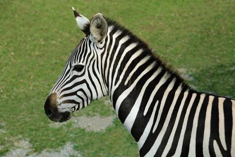 Beautiful striped African zebra in safari park Stock Photos