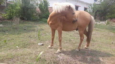 A beautiful strong horse grazing grass on grass land Stock Footage