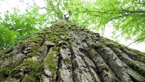 Beautiful structure and texture of the tree bark. wild nature. Vidéo 194292486