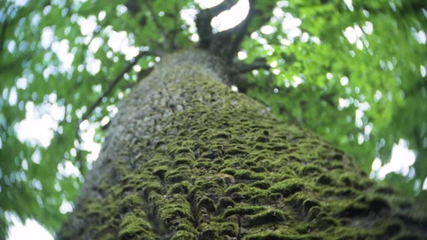 Beautiful structure and texture of the tree bark. wild nature. Stock Footage 194293048