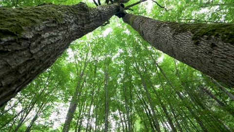 Beautiful structure and texture of the tree bark. wild nature. Vidéo 194294319