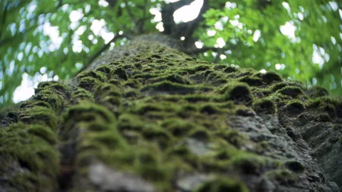 Beautiful structure and texture of the tree bark. wild nature. Vidéo 194297986