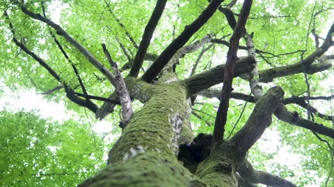Beautiful structure and texture of the tree bark. wild nature. Vidéo 194298392