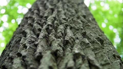 Beautiful structure and texture of the tree bark. wild nature. Vidéo 194306401
