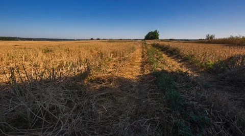 Beautiful stubble field under blue sky. 库存影片 58720603