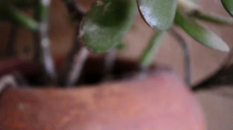 Beautiful Succulent Vídeos de archivo 49584074