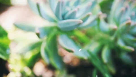 Beautiful Succulent In The Garden  Stock Footage 111533209