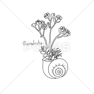 Beautiful succulent plants in a shell Stock Illustration