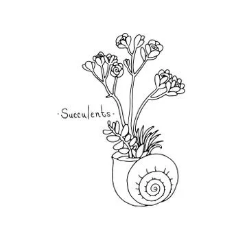 Beautiful succulent plants in a shell Illustration