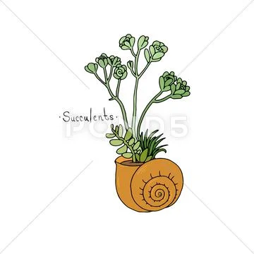 Beautiful succulent plants in a shell Stock Illustration