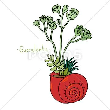 Beautiful succulent plants in a shell Stock Illustration