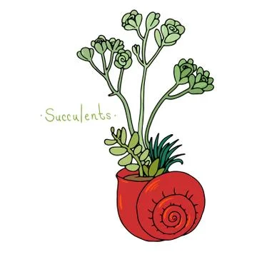 Beautiful succulent plants in a shell Illustrazione stock