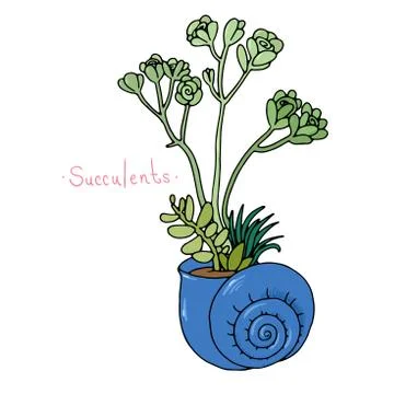Beautiful succulent plants in a shell 스톡 일러스트