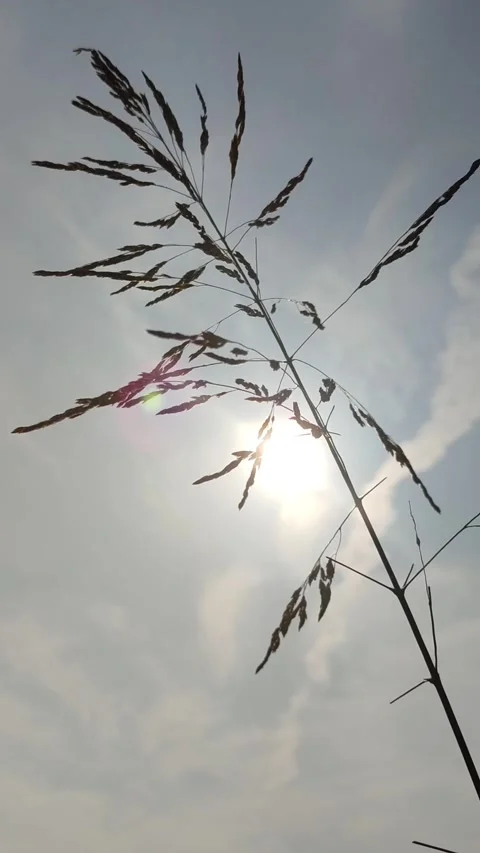 Beautiful Sugarcane Flower Stock Footage 327180569